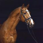 Goldfinger V.D.T.<br />&copy; Cichoń Stallions