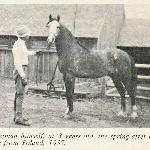 Sulejman