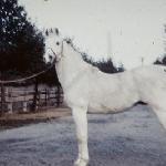 Sulejman - Sulejman 1961