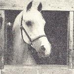 Sulejman