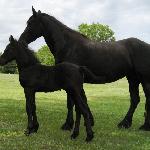 Liefke von Reh<br /><i>Abigail of Friesian Stable & Liefke von Reh</i>