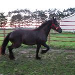 Abigail of Friesian Stable