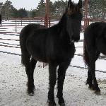 Abigail of Friesian Stable