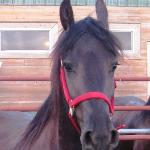 Abigail of Friesian Stable