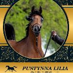 Pustynna Lilia