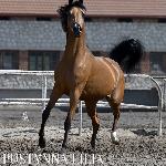 Pustynna Lilia<br />&copy; Stuart Vesty