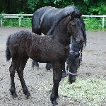 Zander of Fabled Friesians