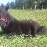 Poezia (Hroby) / Poezja