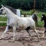 Czarla