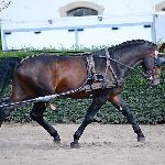 Aramis