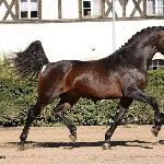 Aramis