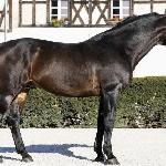 Aramis