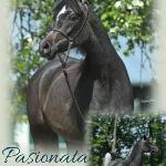 Pasionata