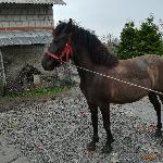 Opozycja-O