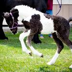 Dream Gait's Jagger