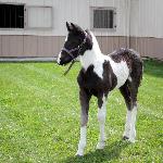 Dream Gait's Jagger