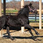 Dream Gait's Raven