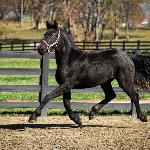 Dream Gait's Raven