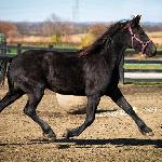 Dream Gait's Raven