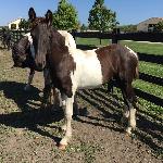 Dream Gait's Luna