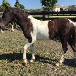 Dream Gait's Luna
