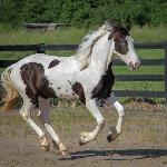 Dream Gait's Godrik