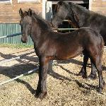 George of Friesian Stable