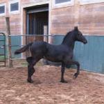 George of Friesian Stable