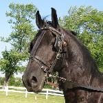 Reagan of Friesian Stable