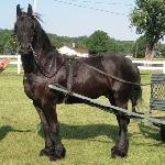 Reagan of Friesian Stable