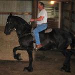 Reagan of Friesian Stable