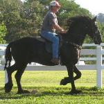 Reagan of Friesian Stable