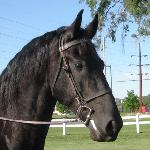 Reagan of Friesian Stable