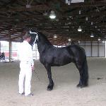 Reagan of Friesian Stable