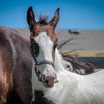 Dream Gait's Caspian