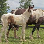 Dream Gait's Caspian