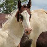 Dream Gait's Caspian