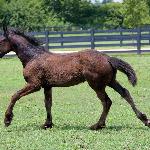 Lorcan van Dream Gait