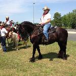 Calvin of Friesian Stable
