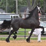 Calvin of Friesian Stable