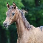 Pelifetta - sierpień 2019<br />&copy; Anna Pyzara-Nakoniechnaia