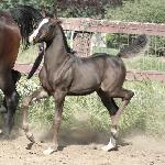 TDR Black Stone