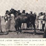 Haleb - Wyhodowany na pustyni ogier Haleb wraz z Beduinami Anezeh i Homerem Davenportem, który sprowadził go do USA w 1906 roku. Zdjęcie z książki z 1908 roku ?Davenport Desert Arabian Stud?.