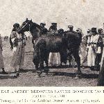 Haleb or. ar. - Wyhodowany na pustyni ogier Haleb wraz z Beduinami Anezeh i Homerem Davenportem, który sprowadził go do USA w 1906 roku. Zdjęcie z książki z 1908 roku ?Davenport Desert Arabian Stud?.
