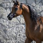 Wildarosa