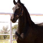 Godiva D.