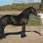 Nero's Knight Mystique (Nero's Knight Mistique)