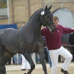 Crusador ex. Cervantes