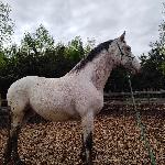 Bojar