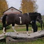 Tobi (Polan)<br />&copy; Stajnia Dobry Początek